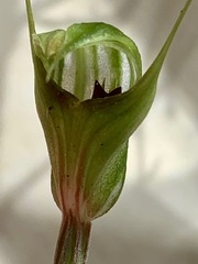 Pterostylis concinna
