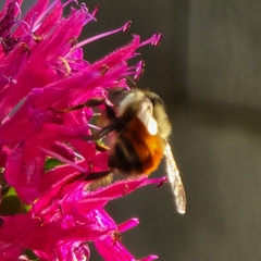 Bombus flavifrons