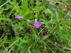 Agalinis tenuifolia