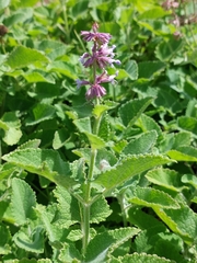 Salvia verticillata