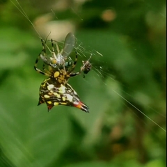 Gasteracantha geminata