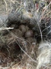 Baeolophus bicolor × atricristatus