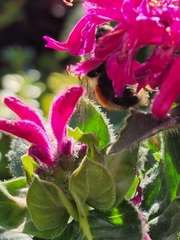 Bombus flavifrons