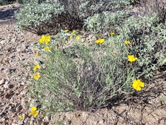 Psilostrophe cooperi