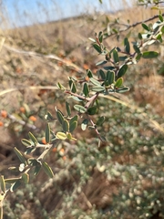 Pyracantha angustifolia