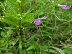 Agalinis tenuifolia