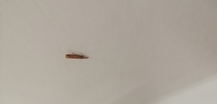 Agriphila tristella