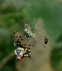 Gasteracantha geminata
