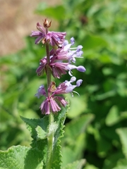 Salvia verticillata