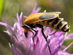 Chauliognathus pensylvanicus