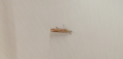 Agriphila tristella