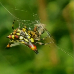 Gasteracantha geminata