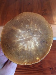 Boletus nobilis