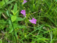 Agalinis tenuifolia