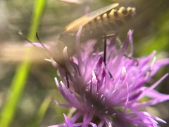 Chauliognathus pensylvanicus