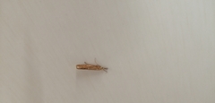 Agriphila tristella