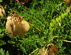 Astragalus penduliflorus