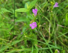 Agalinis tenuifolia
