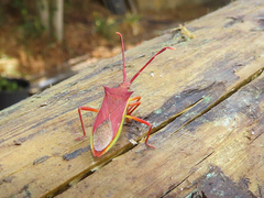 Gonocerus insidiator