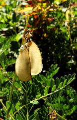 Astragalus penduliflorus