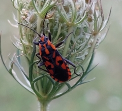 Spilostethus saxatilis