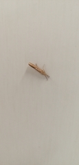 Agriphila tristella