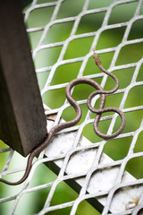 Dryophiops rubescens