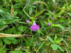 Agalinis tenuifolia