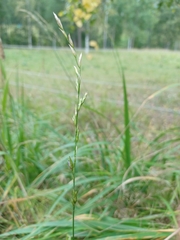 Festuca