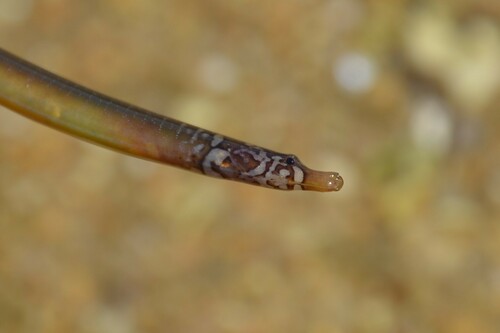 Worm Pipefish, Côtes-d'Armor, Bretagne, FR, photo 6 of 10