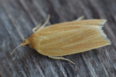 Clepsis clemensiana