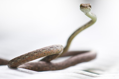 Dryophiops rubescens