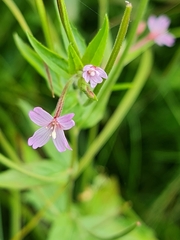 Epilobium palustre