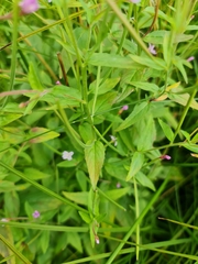 Epilobium palustre