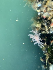 Dendronotus iris
