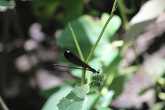 Calopteryx dimidiata