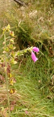 Digitalis purpurea