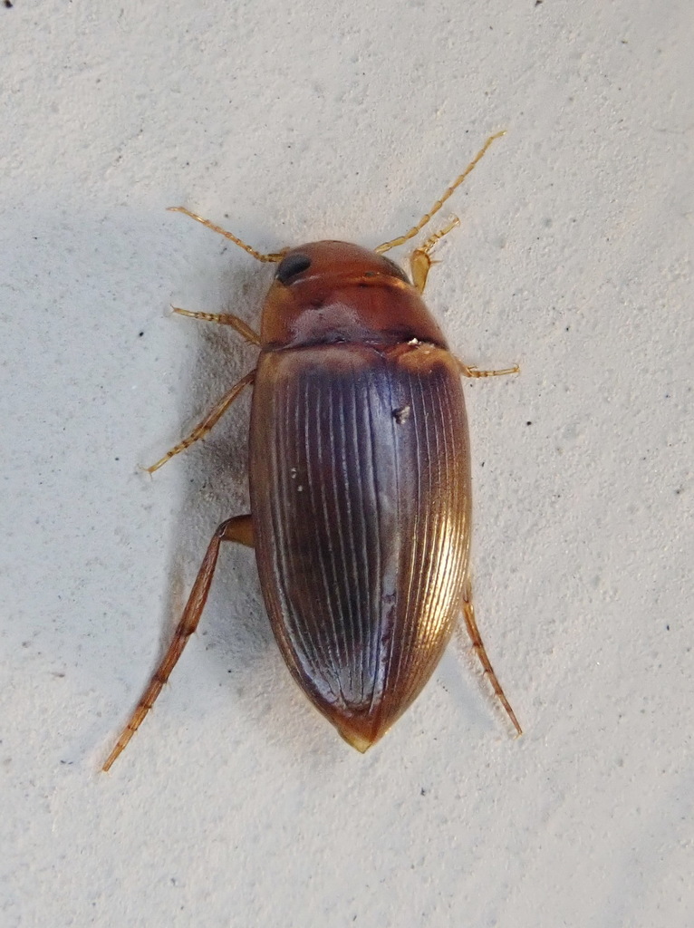 Copelatus caelatipennis