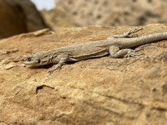 Urosaurus ornatus
