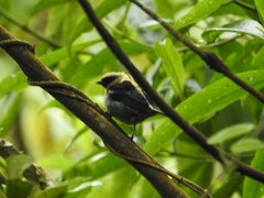 Tangara labradorides