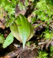 Pterostylis concinna