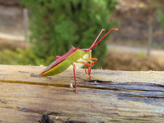 Gonocerus insidiator