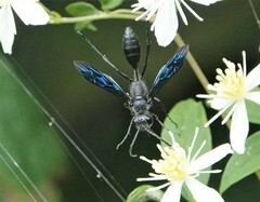 Isodontia