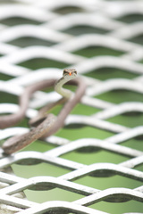 Dryophiops rubescens