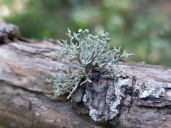 Ramalina fastigiata