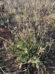 Pelargonium dolomiticum
