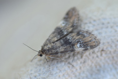 Elophila obliteralis