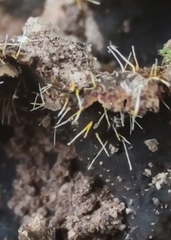 Sphaerostilbella aurifila