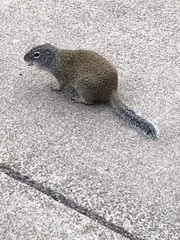 Poliocitellus franklinii