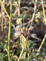 Pelargonium dolomiticum